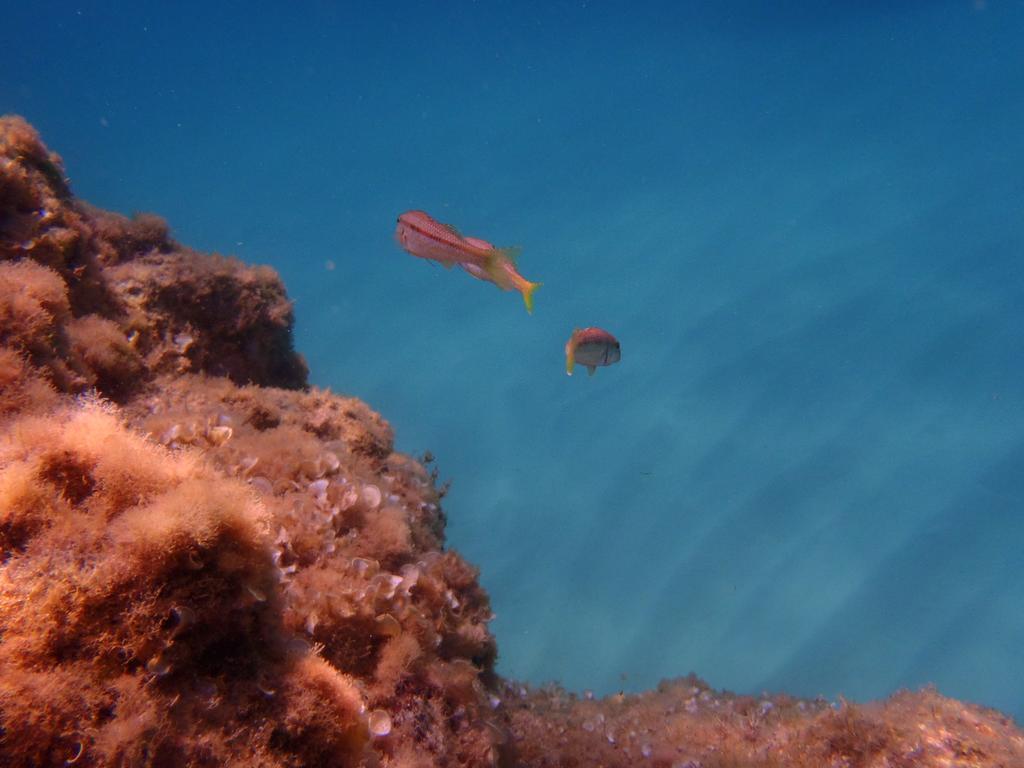 Le Casette Sul Mare Capo Vaticano Exterior foto